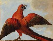 Jean Baptiste Oudry Parrot with Open Wings Sweden oil painting artist